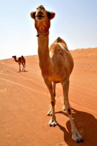 oman