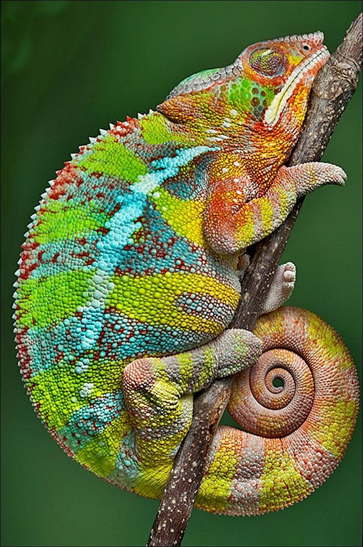 tiger chameleon