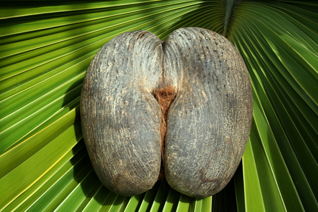 Coco de mer