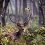Chitwan National Park-
