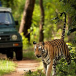 chitwan-jungle-safari