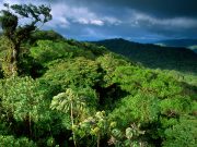 Black River Gorges National Park