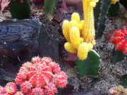 باغ گیاه شناسی مسکو