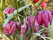 باغ گیاه شناسی مسکو