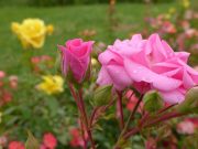 باغ گیاه شناسی مسکو