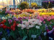 باغ گیاه شناسی مسکو