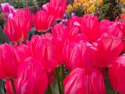لاله های باغ گیاه شناسی مسکو