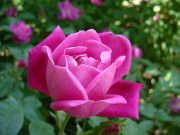 باغ گیاه شناسی اس اس آر جزیره موریس