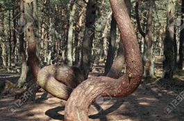 Russia, Kaliningrad region, the Curonian spit
